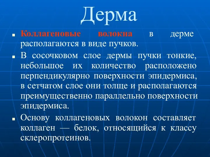 Дерма Коллагеновые волокна в дерме располагаются в виде пучков. В