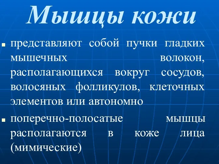 Мышцы кожи представляют собой пучки гладких мышечных волокон, располагающихся вокруг