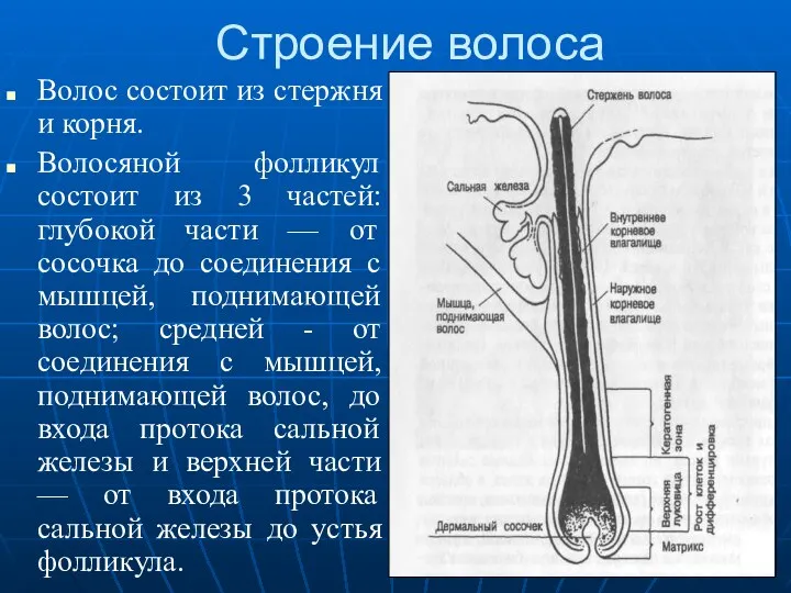 Строение волоса Волос состоит из стержня и корня. Волосяной фолликул