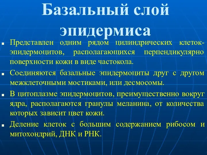 Базальный слой эпидермиса Представлен одним рядом цилиндрических клеток-эпидермоцитов, располагающихся перпендикулярно