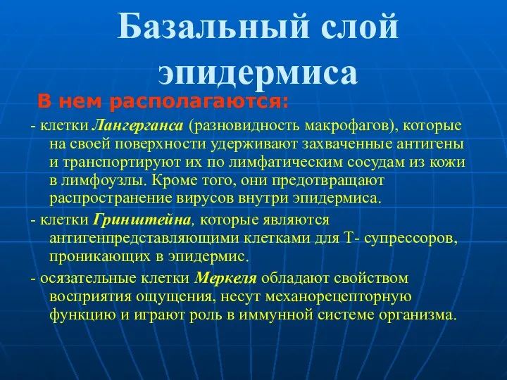 Базальный слой эпидермиса В нем располагаются: - клетки Лангерганса (разновидность