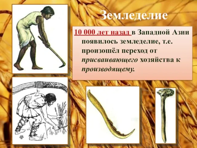 Земледелие 10 000 лет назад в Западной Азии появилось земледелие,