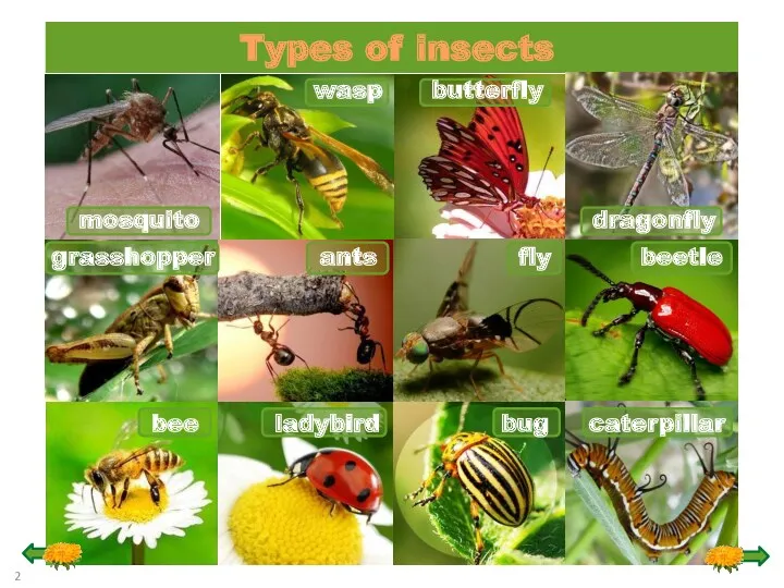 Types of insects mosquito wasp butterfly dragonfly grasshopper fly ants beetle ladybird bee bug caterpillar