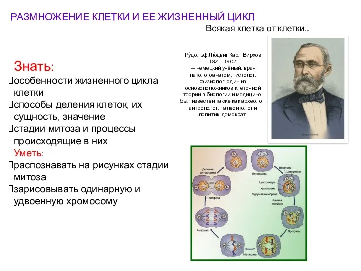 РАЗМНОЖЕНИЕ КЛЕТКИ И ЕЕ ЖИЗНЕННЫЙ ЦИКЛ Знать: особенности жизненного цикла