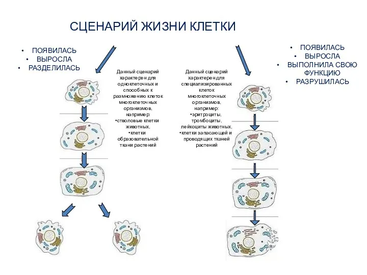 СЦЕНАРИЙ ЖИЗНИ КЛЕТКИ ПОЯВИЛАСЬ ВЫРОСЛА РАЗДЕЛИЛАСЬ ПОЯВИЛАСЬ ВЫРОСЛА ВЫПОЛНИЛА СВОЮ