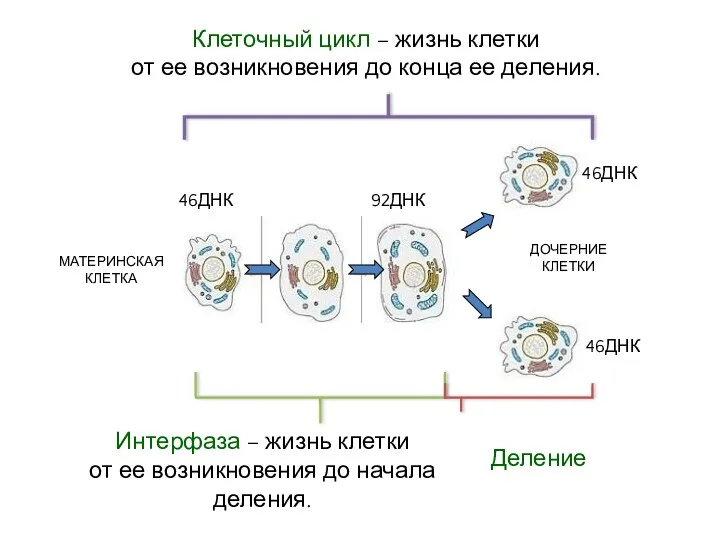 Клеточный цикл – жизнь клетки от ее возникновения до конца