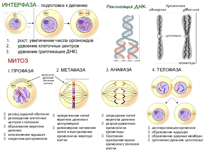 ИНТЕРФАЗА – подготовка к делению 3. АНАФАЗА 2. МЕТАФАЗА 1.