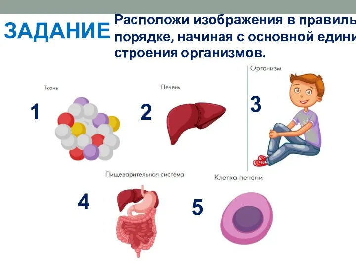 Расположи изображения в правильном порядке, начиная с основной единицы строения