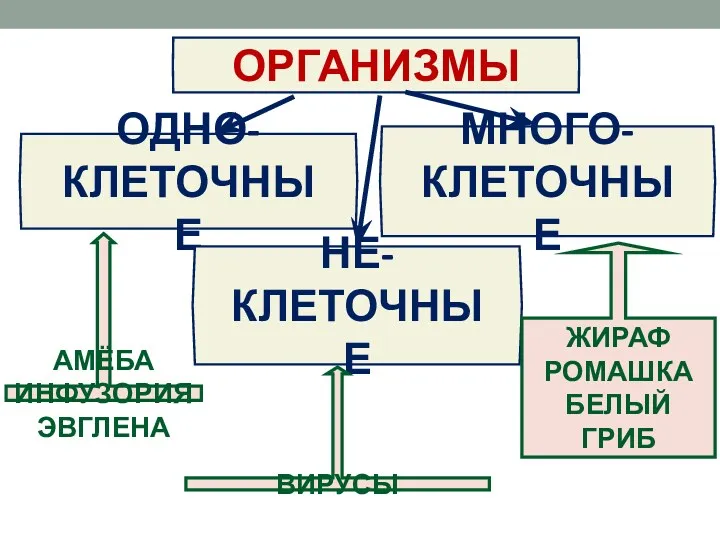 ОРГАНИЗМЫ МНОГО-КЛЕТОЧНЫЕ ОДНО- КЛЕТОЧНЫЕ НЕ- КЛЕТОЧНЫЕ АМЁБА ИНФУЗОРИЯ ЭВГЛЕНА ЖИРАФ РОМАШКА БЕЛЫЙ ГРИБ ВИРУСЫ