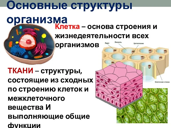 Основные структуры организма Клетка – основа строения и жизнедеятельности всех