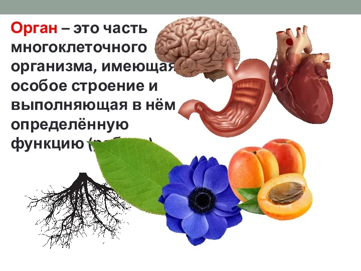 Орган – это часть многоклеточного организма, имеющая особое строение и выполняющая в нём определённую функцию (работу)