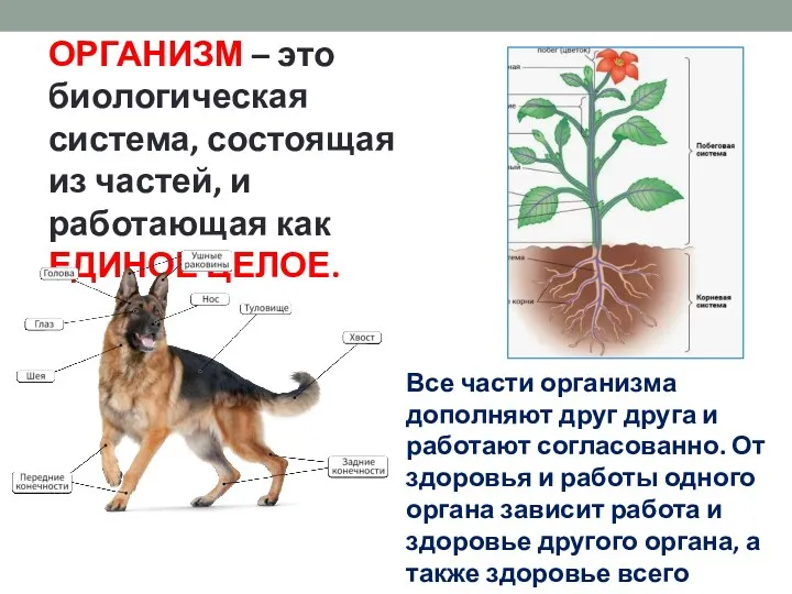 ОРГАНИЗМ – это биологическая система, состоящая из частей, и работающая