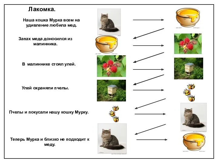 Лакомка. Наша кошка Мурка всем на удивление любила мед. Запах