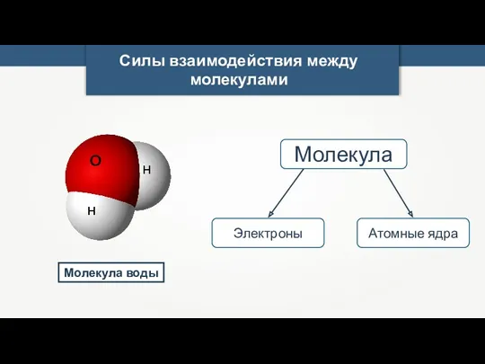 Молекула воды Силы взаимодействия между молекулами Молекула Электроны Атомные ядра