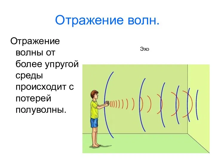 Отражение волн. Отражение волны от более упругой среды происходит с потерей полуволны. Эхо