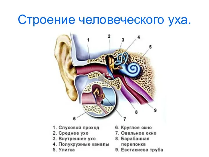 Строение человеческого уха.