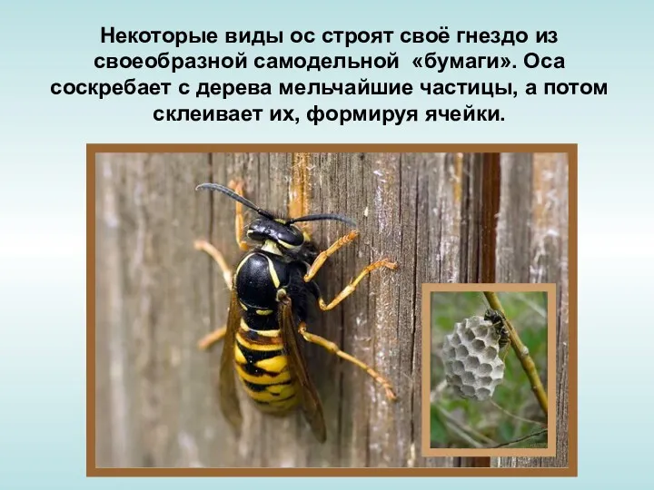 Некоторые виды ос строят своё гнездо из своеобразной самодельной «бумаги».