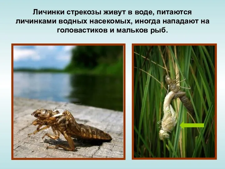 Личинки стрекозы живут в воде, питаются личинками водных насекомых, иногда нападают на головастиков и мальков рыб.