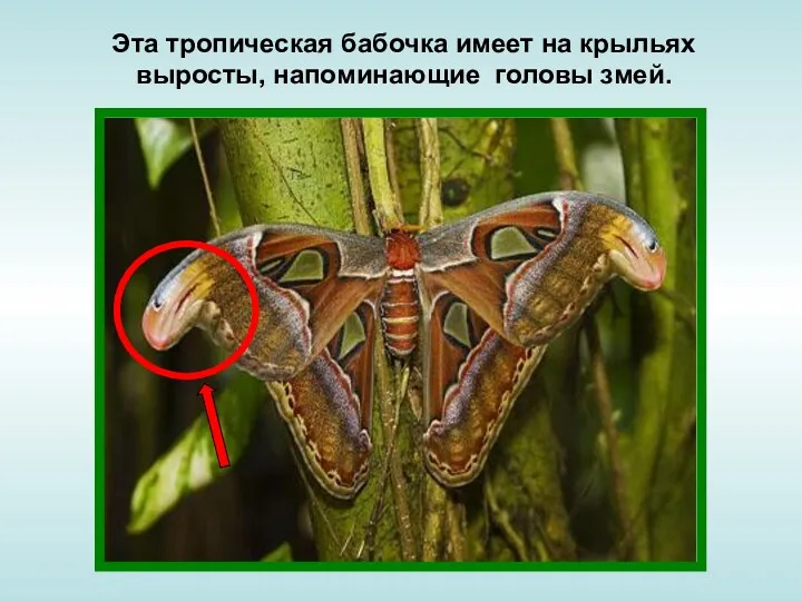 Эта тропическая бабочка имеет на крыльях выросты, напоминающие головы змей.