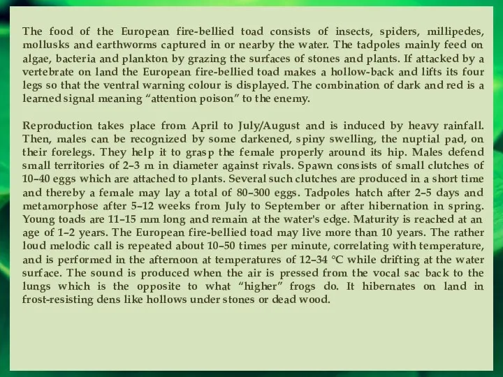 The food of the European fire-bellied toad consists of insects, spiders, millipedes, mollusks