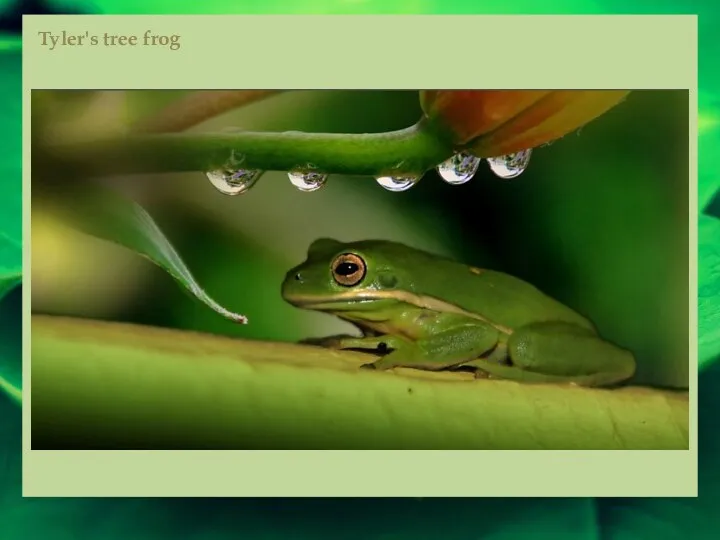Tyler's tree frog
