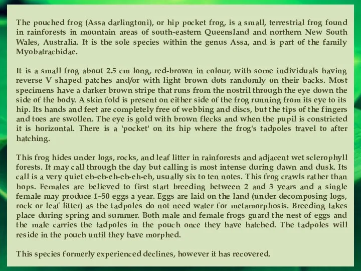 The pouched frog (Assa darlingtoni), or hip pocket frog, is