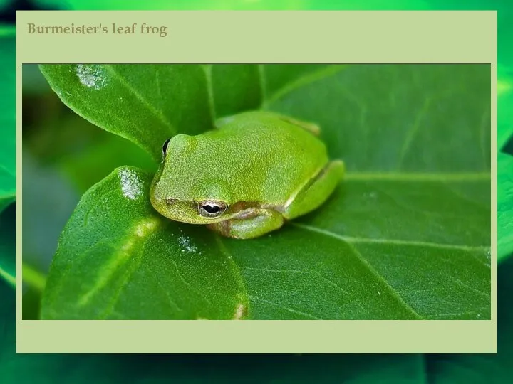Burmeister's leaf frog