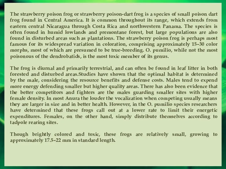 The strawberry poison frog or strawberry poison-dart frog is a