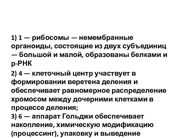 1) 1 — рибосомы — немембранные органоиды, состоящие из двух