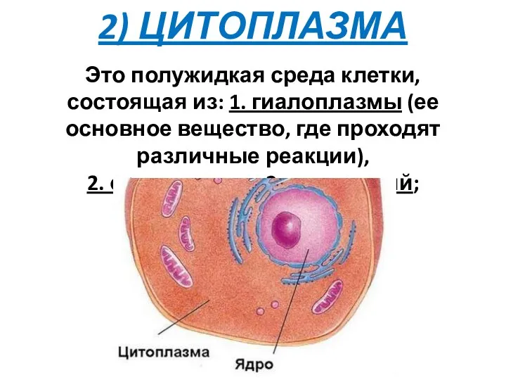 2) ЦИТОПЛАЗМА Это полужидкая среда клетки, состоящая из: 1. гиалоплазмы