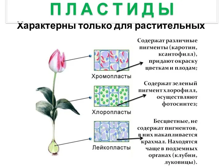 Характерны только для растительных организмов П Л А С Т И Д Ы