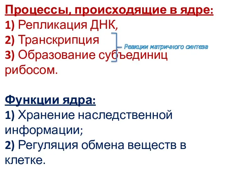 Процессы, происходящие в ядре: 1) Репликация ДНК, 2) Транскрипция 3)