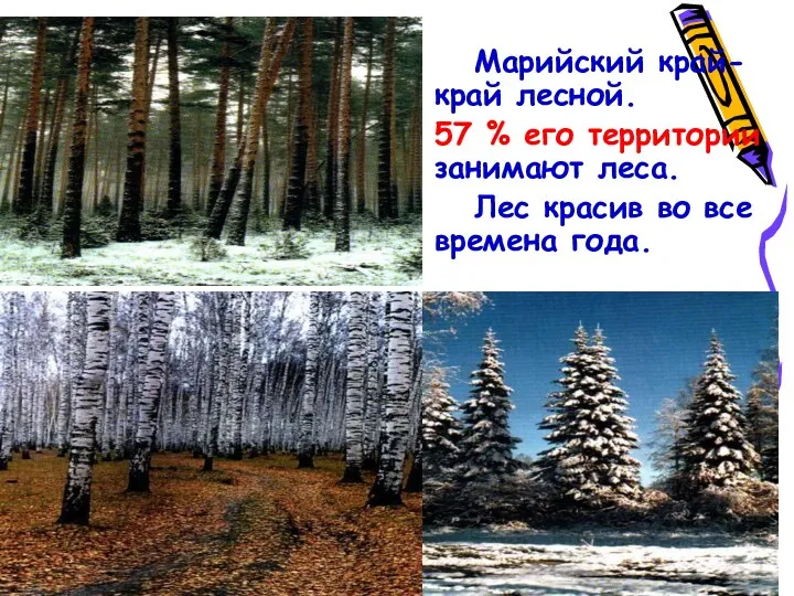 Марийский край- край лесной. 57 % его территории занимают леса. Лес красив во все времена года.