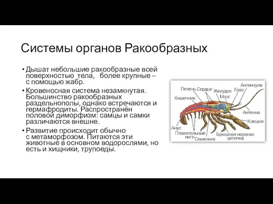 Системы органов Ракообразных Дышат небольшие ракообразные всей поверхностью тела, более