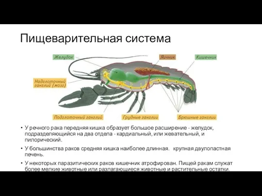 Пищеварительная система У речного рака передняя кишка образует большое расширение