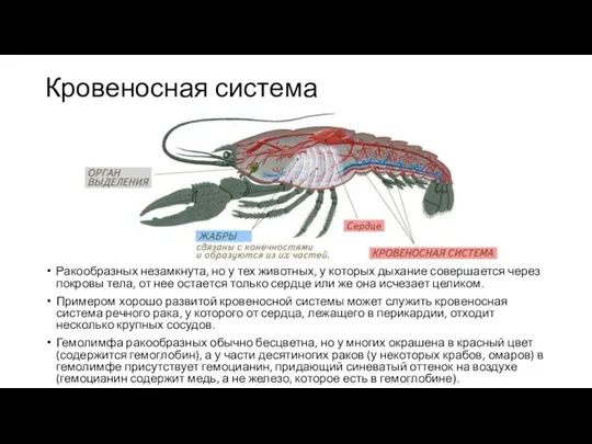 Кровеносная система Ракообразных незамкнута, но у тех животных, у которых