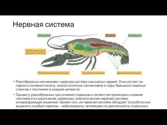 Нервная система Ракообразных напоминает нервную систему кольчатых червей. Она состоит