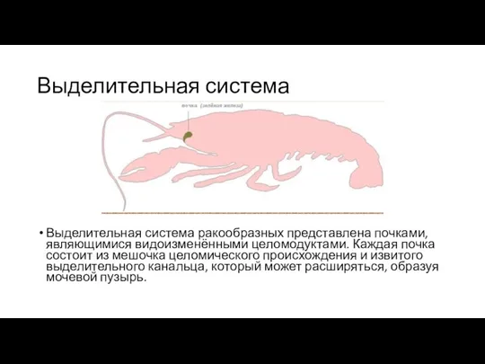 Выделительная система Выделительная система ракообразных представлена почками, являющимися видоизменёнными целомодуктами.