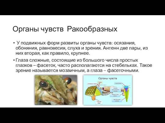 Органы чувств Ракообразных У подвижных форм развиты органы чувств: осязания,