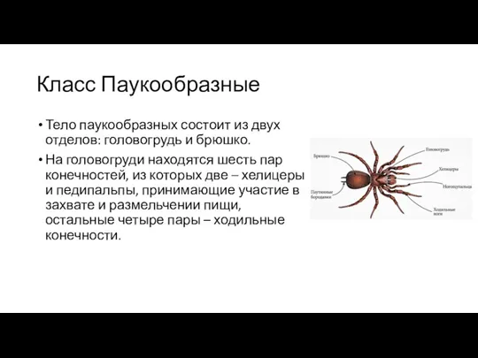 Класс Паукообразные Тело паукообразных состоит из двух отделов: головогрудь и