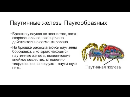 Паутинные железы Паукообразных Брюшко у пауков не членистое, хотя у