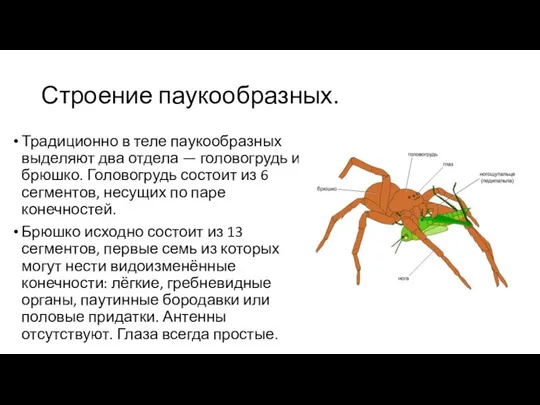 Строение паукообразных. Традиционно в теле паукообразных выделяют два отдела —