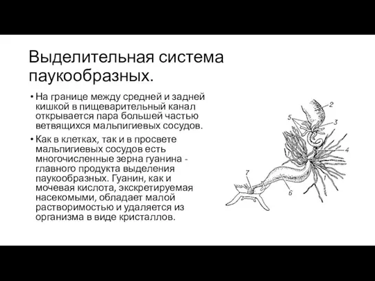 Выделительная система паукообразных. На границе между средней и задней кишкой