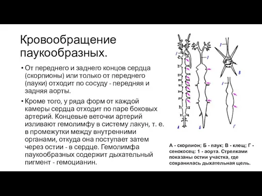 Кровообращение паукообразных. От переднего и заднего концов сердца (скорпионы) или