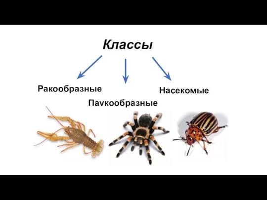 Классы Паукообразные Ракообразные Насекомые