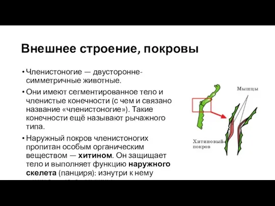 Внешнее строение, покровы Членистоногие — двусторонне-симметричные животные. Они имеют сегментированное