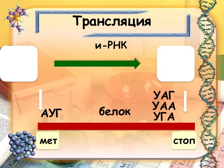 Трансляция 5’ 3’ мет стоп и-РНК белок АУГ УАГ УАА УГА