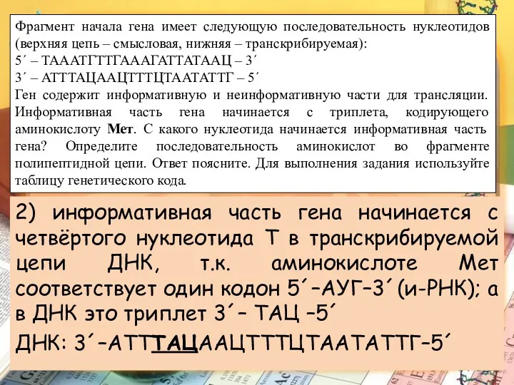 Фрагмент начала гена имеет следующую последовательность нуклеотидов (верхняя цепь –