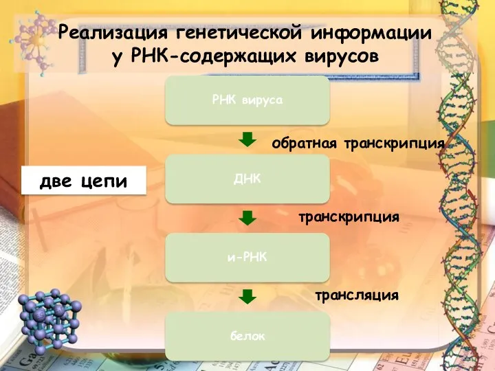 Реализация генетической информации у РНК-содержащих вирусов РНК вируса ДНК и-РНК