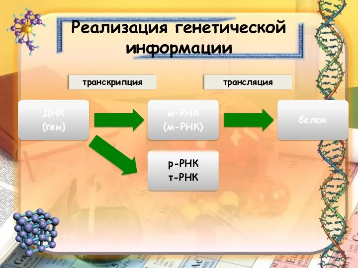 Реализация генетической информации транскрипция трансляция